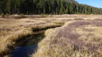 Middle Transect Channel (downstream)