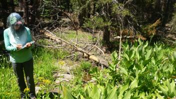 Middle Transect Channel (downstream)