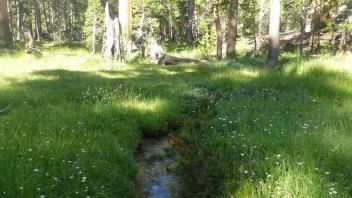 Middle Transect Channel (downstream)