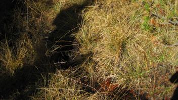 Middle Transect Channel (left to right)