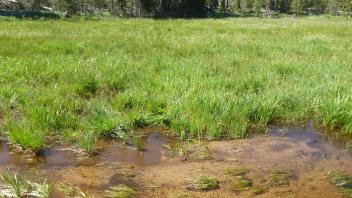 Middle Transect Channel (left to right)