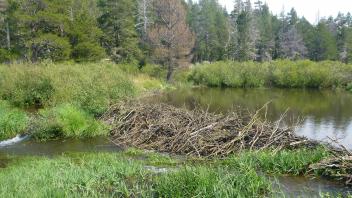Middle Transect Channel (left to right)