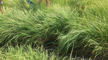 Middle Transect Channel (left to right)