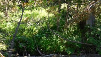 Middle Transect Channel (left to right)