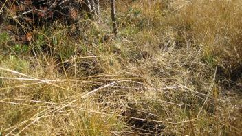 Middle Transect Channel (right to left)