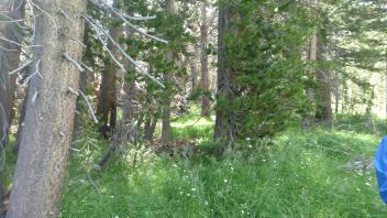 Middle Transect Channel (right to left)