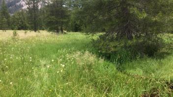 Middle Transect Channel (upstream)