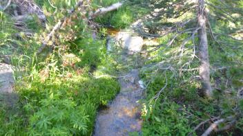 Middle Transect Channel (upstream)