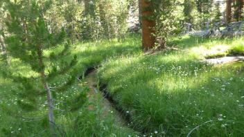 Middle Transect Channel (upstream)
