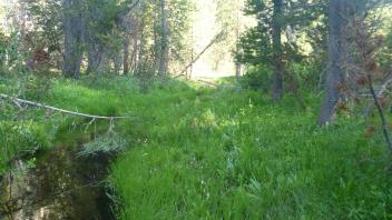 Middle Transect Channel (upstream)