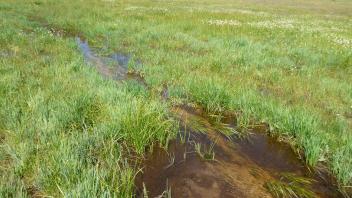 Middle Transect Channel (upstream)