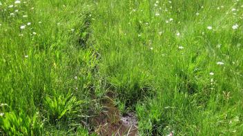 Middle Transect Channel (upstream)