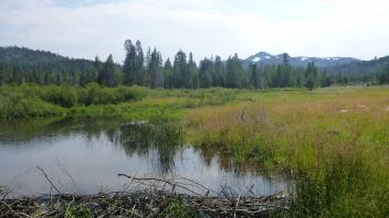 Middle Transect Channel (upstream)