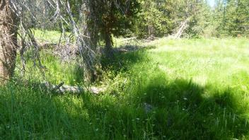 Middle Transect Channel (upstream)