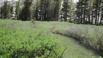 Middle Transect Channel (upstream)