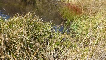 Middle Transect Channel 2 (upstream)