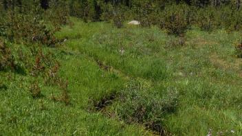 Middle Transect Channel 2 Upstream