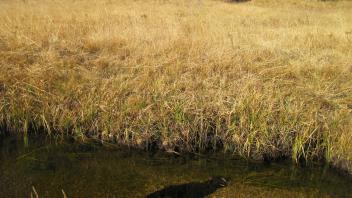 Middle Transect Channel Right to Left