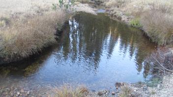 Middle Transect Downstream