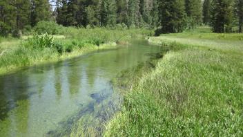 Middle Transect Downstream