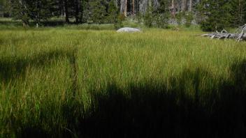 Middle Transect Left to Right Overview