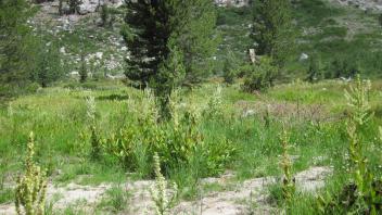 Middle Transect Left to Right Overview