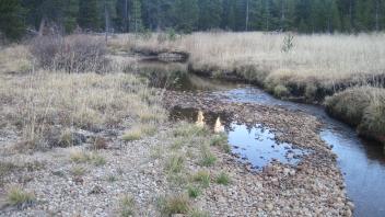 Middle Transect Upstream