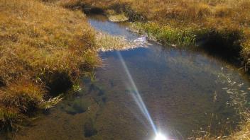 Middle Transect Upstream