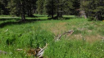 Middle meadow overview (bottom of meadow)