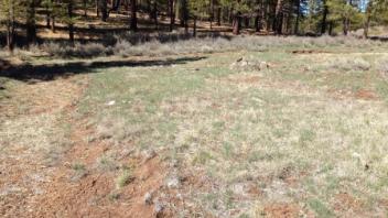 Middle transect (downstream)