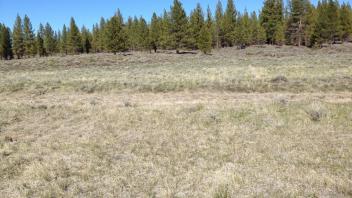 Middle transect (river left)