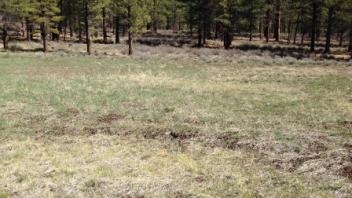 Middle transect (river left)