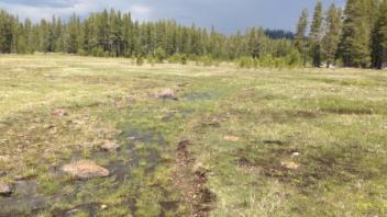 Middle transect, second channel (downstream)