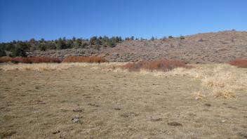 Middle vegetation transect - right to left