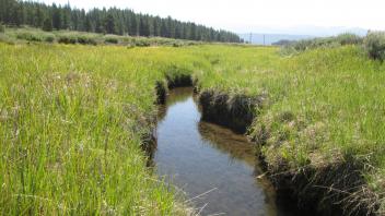 Minor incision looking downstream