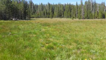 North section meadow overview (bottom of meadow)