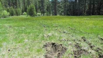 OHV damage in middle of meadow, looking east