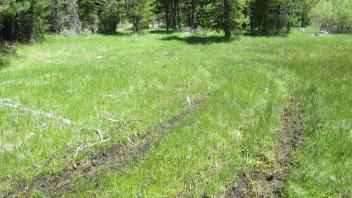OHV damage in middle of meadow, looking north towards road