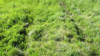 OHV in middle meadow
