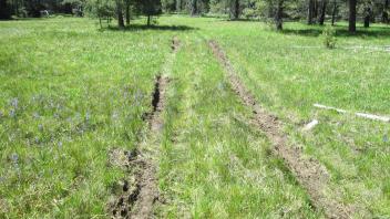 OHV in upper meadow