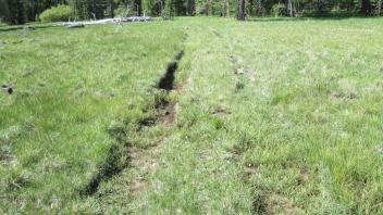 OHV tracks collecting/diverting channel flow in lower meadow