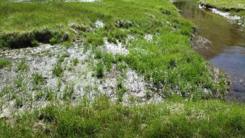 Old headcut lower meadow