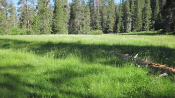 Overview of largest open meadow patch (facing NE)