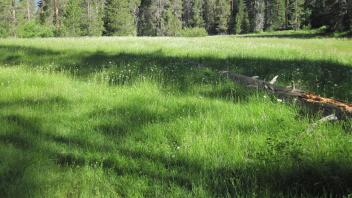 Overview of largest open meadow patch (facing NE)