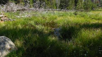 Pans and pools on meadow surface