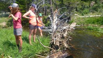 Partial beaver dam 1