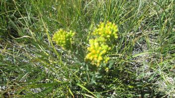 Potential invasive