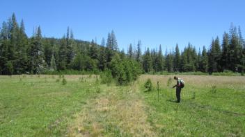 Relic Road with Conifer Encroachment