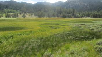 Remnant channel, west half of meadow, downstream