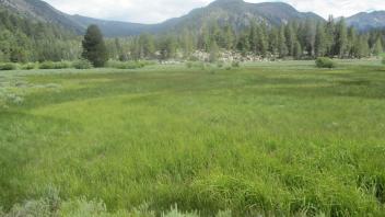 Remnant channel, west half of meadow, upstream